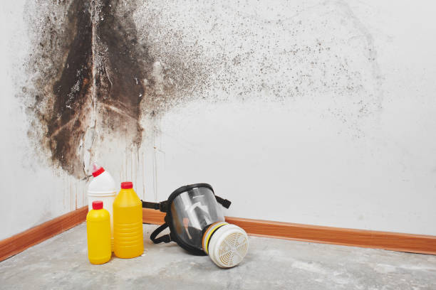 Trusted Johnson Lane, NV Mold Remediation Experts