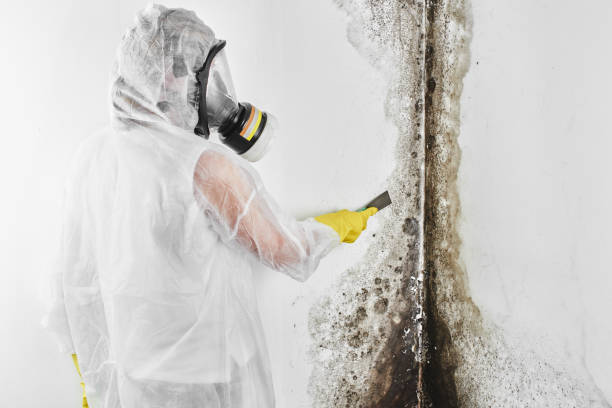 Best Mold Remediation for Specific Building Types in Johnson Lane, NV