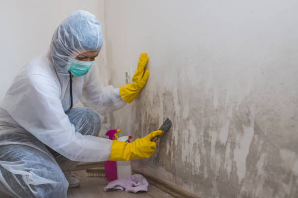 Best Residential Mold Remediation in Johnson Lane, NV