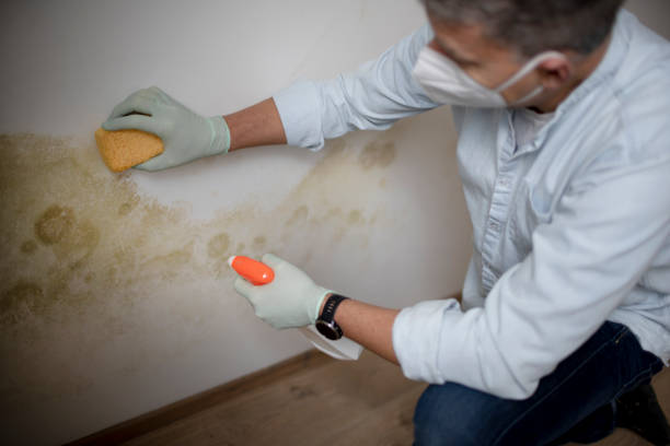Best Industrial Mold Remediation in Johnson Lane, NV