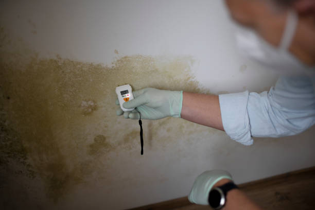 Best Bathroom Mold Remediation in Johnson Lane, NV