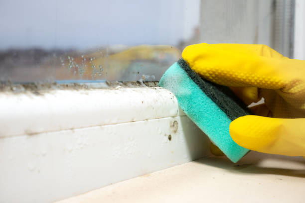  Johnson Lane, NV Mold Removal Pros