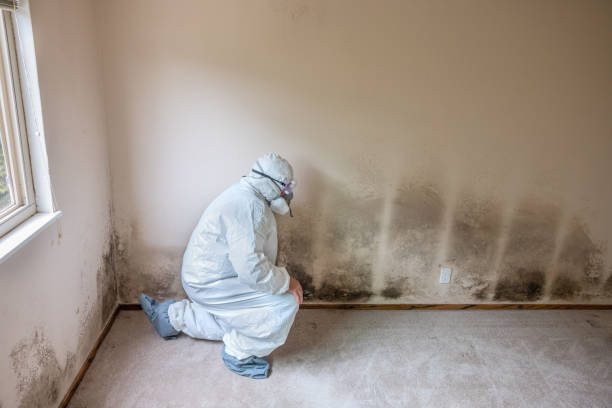 Best White Mold Remediation in Johnson Lane, NV