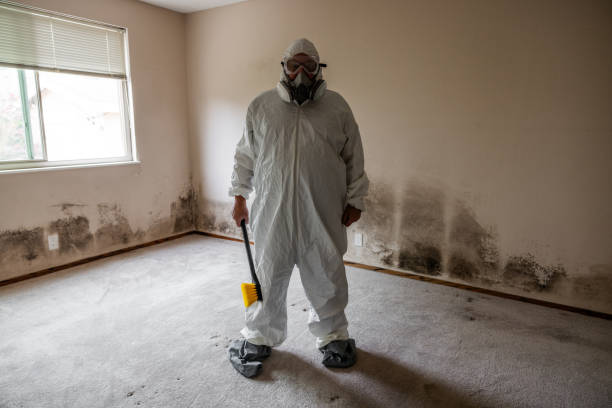 Best Attic Mold Remediation in Johnson Lane, NV