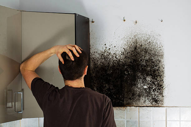 Best Basement Mold Remediation in Johnson Lane, NV
